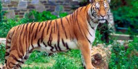 image: How Tigers Get Their Stripes