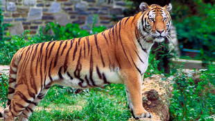 How Tigers Get Their Stripes image: How Tigers Get Their Stripes