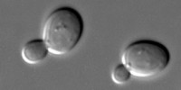 image: Magnetic Yeast