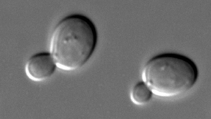 Magnetic Yeast image: Magnetic Yeast