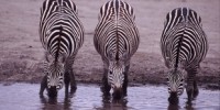 image: How the Zebra Got Its Stripes