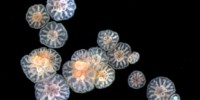 image: Self-cloning Coral