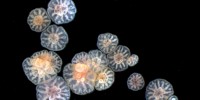 Fragmented coral embryos continue to develop, forming polyp clones, shown here. The polyps are differently sized depending on the size of the embryo fragment. Heyward and Negri, Australian Institute of Marine Science