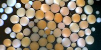 Three size classes of coral embryos are visible due to fragmentation.Heyward and Negri, Australian Institute of Marine Science