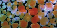 Mixture of fragmented and intact coral embryos 3 hours after fertilization.Science/AAAS