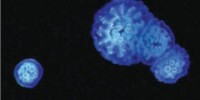Juveniles of different size classes due to fragmentation after four days of developmentScience/AAAS