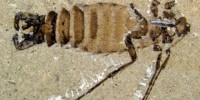 image: Jurassic Parasites