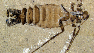 Jurassic Parasites image: Jurassic Parasites