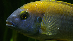 Fish showing the characteristic white dots of an Ichthyophthirius multifiliis infection.