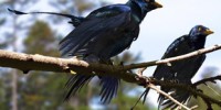image: Dinosaurs’ Shiny Black Feathers