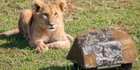 image: Lions Up Close