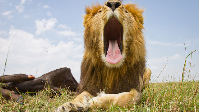 A male lion yawns while guarding his kill. This lion fastidiously chased away all vultures but didn't seemed to mind BeetleCam.burrard-lucas.com