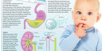 image: How Drugs Interact with a Baby’s Parts
