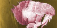 Scanning electron micrograph of a flea.CDC