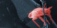 image: Electron Microscopy Through the Ages