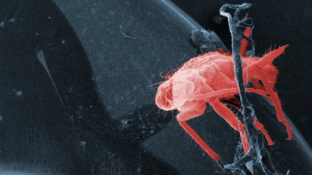 Scanning electron micrograph of an unidentified insect resting on the distal antennal segments of a dead dragonfly.CDC