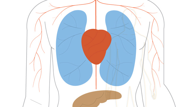 Suspected Effects of Vitamin D image: Suspected Effects of Vitamin D