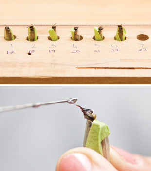 SNIFF SCHOOL: Suckling’s and Sagar’s experimental setup with bees restrained and ready for testing (top). Sagar tests a honeybees’s proboscis-extension response to different odors.