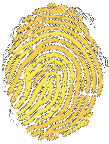 Who Are We Really? image: Who Are We Really?