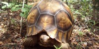 image: Telltale Tortoises 