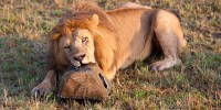 A grumpy male lion chewing on BeetleCam. This lion had it in for BeetleCam, invariably mauling the buggy whenever it was in sight!burrard-lucas.com