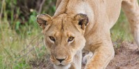 A lioness pins BeetleCam as she investigates it.burrard-lucas.com