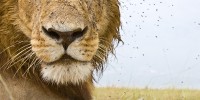 Male lion covered with flies.burrard-lucas.com
