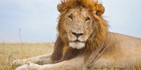 Portrait of a male lion in the Masai Mara, Kenya. burrard-lucas.com