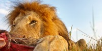 A male lion eating a wildebeest.burrard-lucas.com