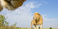 Lion photobomb! We were photographing a young male lion when a lioness appeared out of the bushes and stuck her nose in the picture.burrard-lucas.com