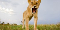 This may look like a rouring lioness… but she was actually just yawning!burrard-lucas.com