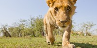 A young male lion fixes BeetleCam with the intense stare of a predator as he approaches.burrard-lucas.com