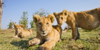 BeetleCam photographs some young lion cubs.burrard-lucas.com