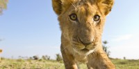 This lion cub close-up ended up on the cover of Africa Geographic Magazine.burrard-lucas.com