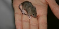 image: Mouse Made For You
