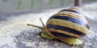image: Electric Molluscs