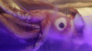 Eye of the Giant image: Eye of the Giant