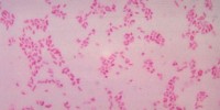 image: Gut Microbe Redux