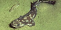 image: Small Shark Species Discovered