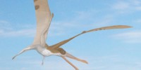 image: New Pterosaur Discovered in China