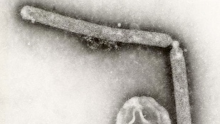 Bird Flu Research Reconsidered image: Bird Flu Research Reconsidered