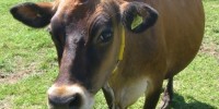 image: How Now Brown Cow?