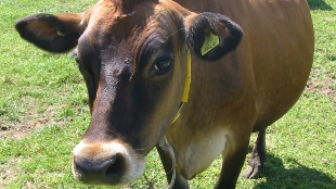 How Now Brown Cow? image: How Now Brown Cow?