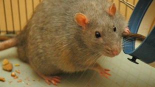 Stimulants Fail to Stimulate? image: Stimulants Fail to Stimulate?