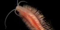 image: Archaean Prey