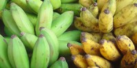 image: Banana Fungus Origin Revealed