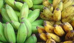 Banana Fungus Origin Revealed image: Banana Fungus Origin Revealed