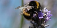 image: Pesticide Problems for Bees