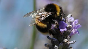 Pesticide Problems for Bees image: Pesticide Problems for Bees