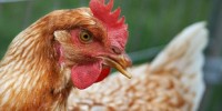 image: Bird Flu Papers to Publish
